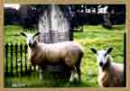 These sheep were waiting here in a cemetary in Thirsk, England, seemingly to remind me of my mortality.   (European Animal Photography > Fauna Photography > English Sheep Photography)